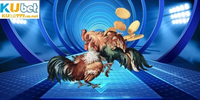 Các giải đấu đá gà đảm bảo sự mãn nhãn cho mọi thành viên khi theo dõi