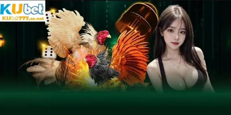 Chọn truy cập nhà cái để tham gia cá cược đá gà ngay