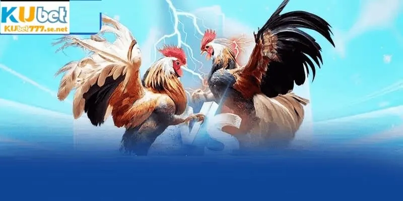 Đa dạng cửa cược được đưa ra trong đá gà