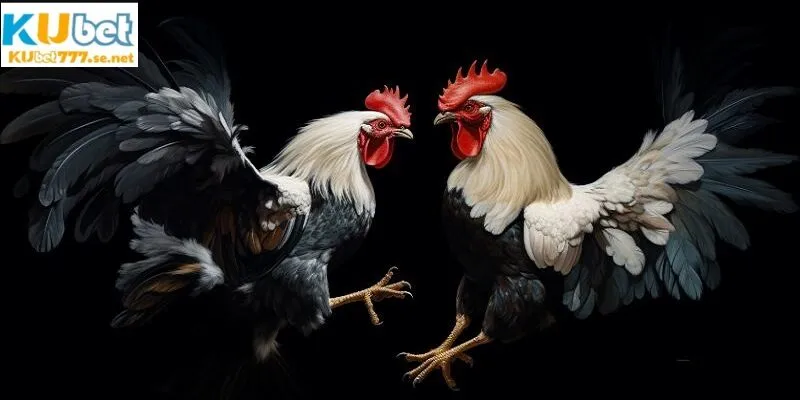 Đá gà cựa sắt chinh phục mọi thành viên tham gia