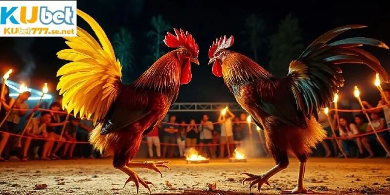 Đá gà cựa sắt KUBET777 mang đến sự mãn nhãn cho thành viên