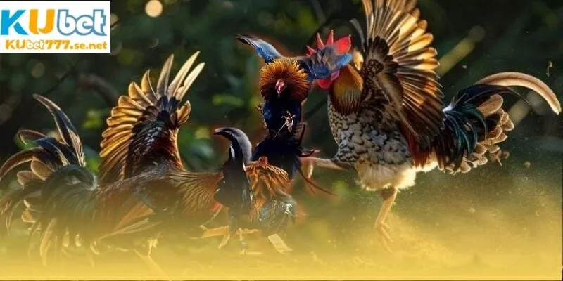 Đá gà cựa sắt