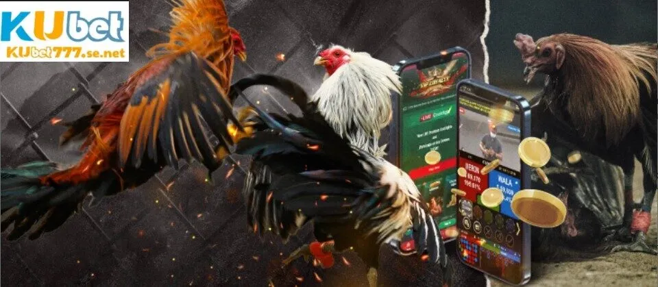 Đá gà KUBET777 là danh mục game được đánh giá cao
