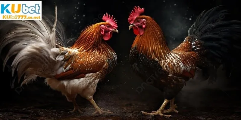 Đá gà mạng hội tụ nhiều ưu điểm nổi bật