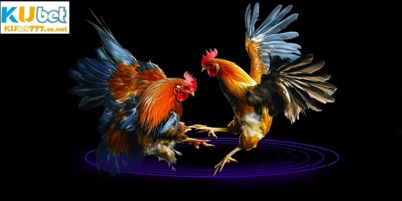 Hình thức đá gà Thomo nổi bật bởi sự kịch tính